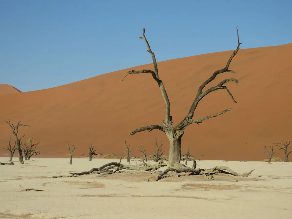 15 Day Namibia Desert Safari